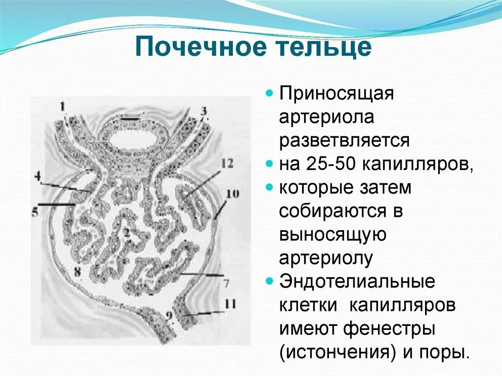 Почечное тельце. Схема почечного тельца. Капилляры почечного тельца. Почечное тельце схема. Почечное тельце почки