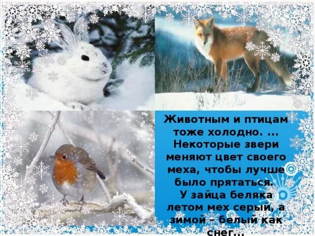 Животные которые меняют окраску зимой. Звери меняющие цвет зимой. Меняют окрас к зиме. Кто из животных меняет цвет зимой. Перед наступлением зимы некоторые животные
