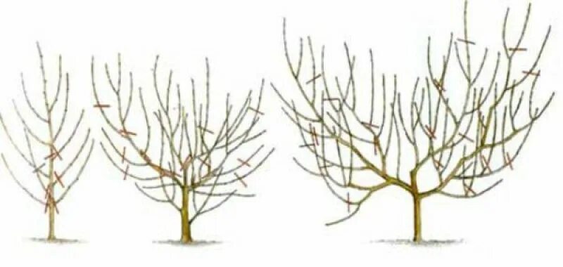 Обрезка абрикоса весной схема. Обрезка чаша. Обрезка яблони чашей схема. Схема обрезки персика весной. Обрезка яблони формирующая схема.