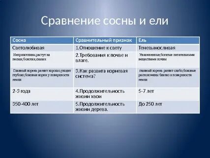 Отношение к свету у ели