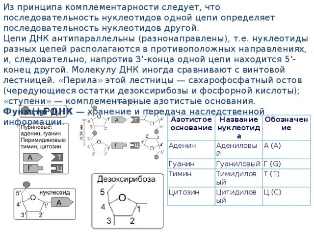 Комплементарные цепи нуклеиновых кислот. Антипараллельные нуклеотиды в ДНК. Антипараллельность цепей ДНК. Комплементарные антипараллельные цепи.