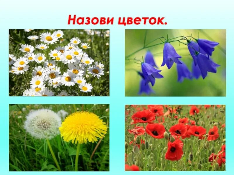 Назови цветы. Цветы перечислить. Растения которые растут летом. Летние цветы названия для детей. Как по другому называют цветы