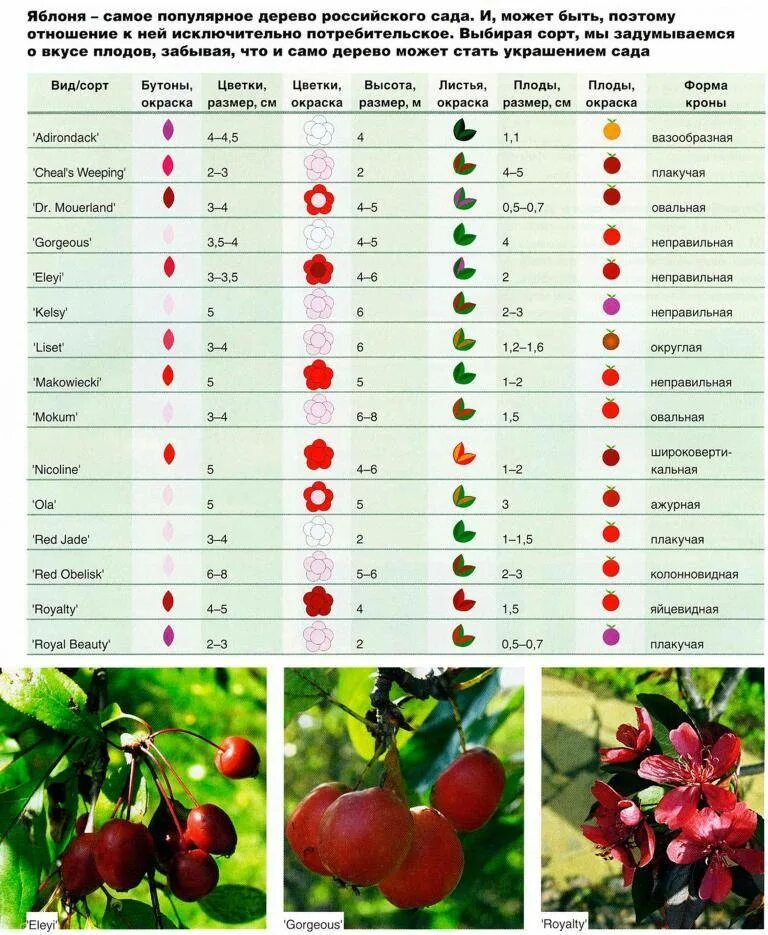 Яблоня возраст. Диаметр кроны черешни. Сорта вишни таблица. Размеры плодовых деревьев. Продолжительность жизни плодовых деревьев.