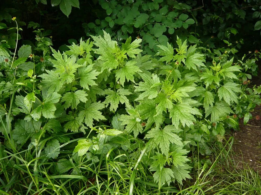 листья пустырника. листья пустырника. пустырник сердечный (пустырник пятилопастный). пустырник сизый. пустырник обыкновенный листья.