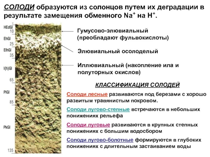 Преобладающие почвы. Почвенный разрез солоди. солоди профиль почвы. солончаки солонцы и солоди. характеристика солоди солонцы почвы.