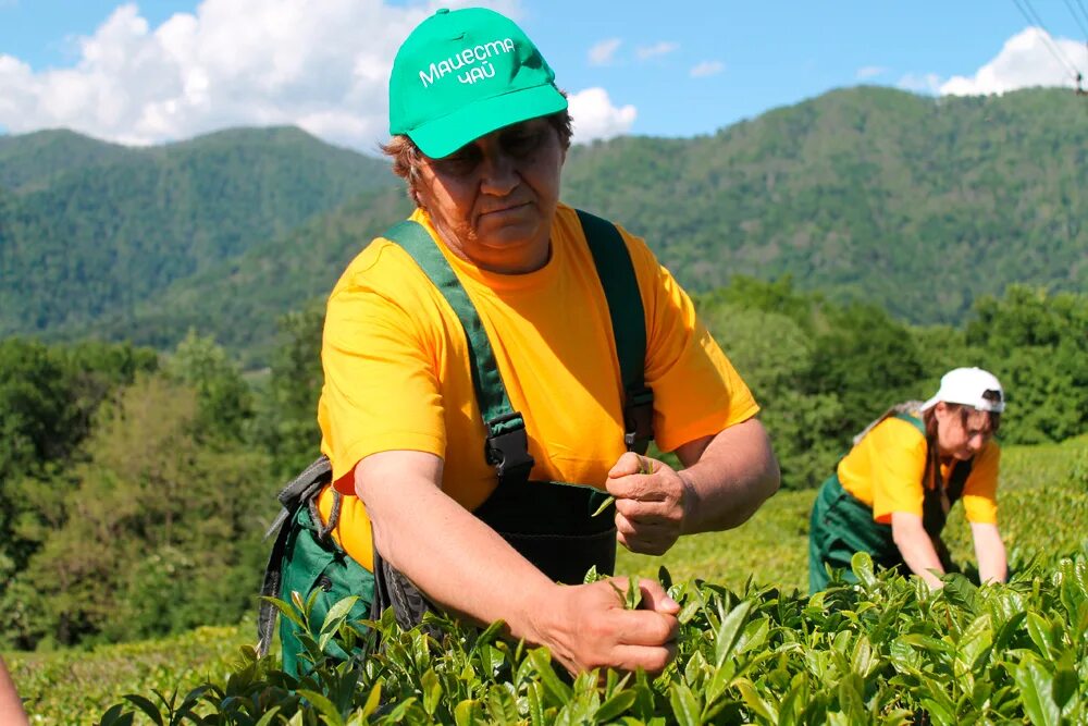 В россии растет чай. Плантации чая в Краснодарском крае. Краснодарский чай плантации. Чайные плантации в Краснодарском крае. Чайные плантации в Краснодаре.