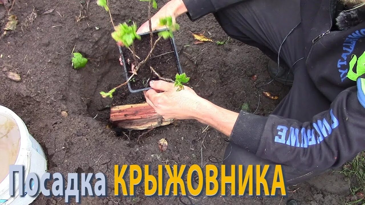 Посадка крыжовника. Сажаем крыжовник. Рассада крыжовника. Подготовка почвы и посадка крыжовника.