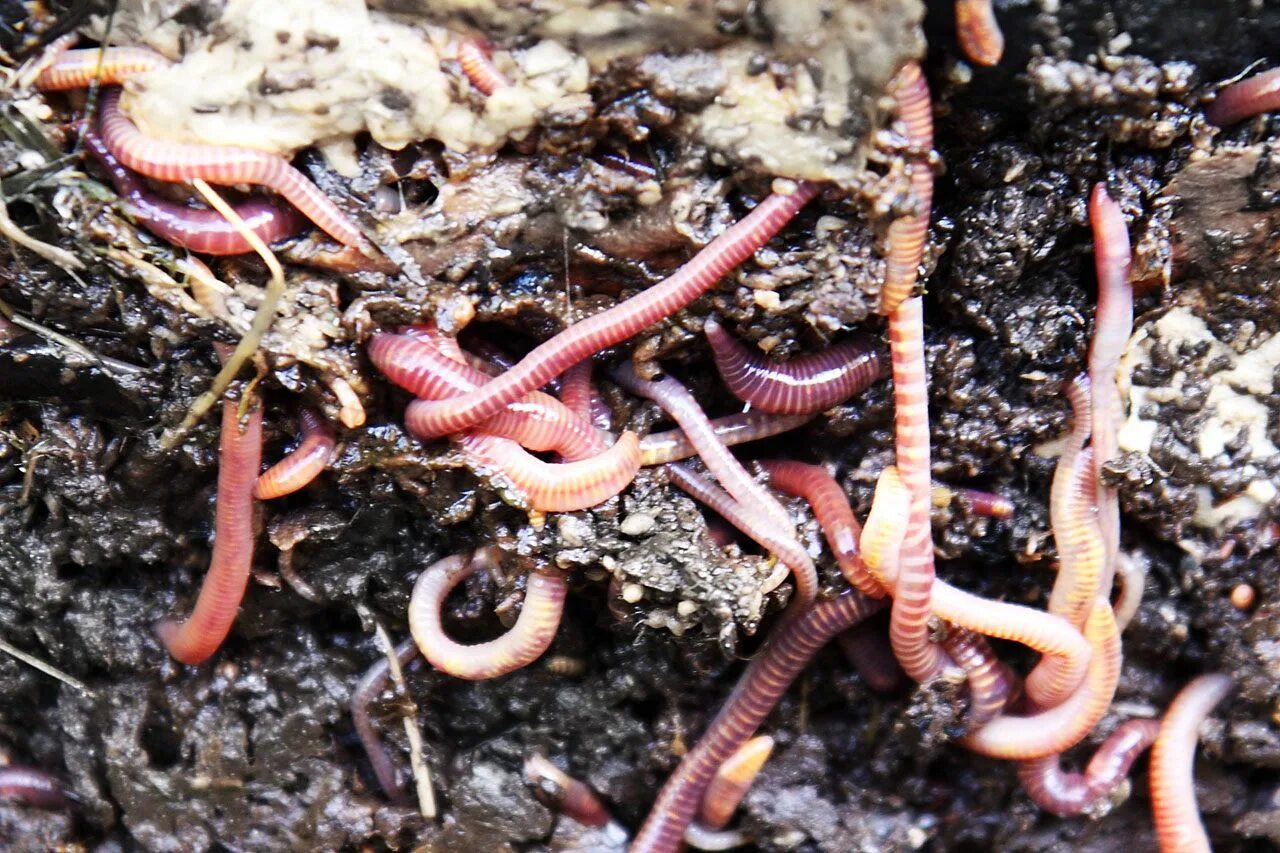 Где едят червей. Червь Земляной (Lumbricus terrestris). Красный червь (Lumbricus rubellus.