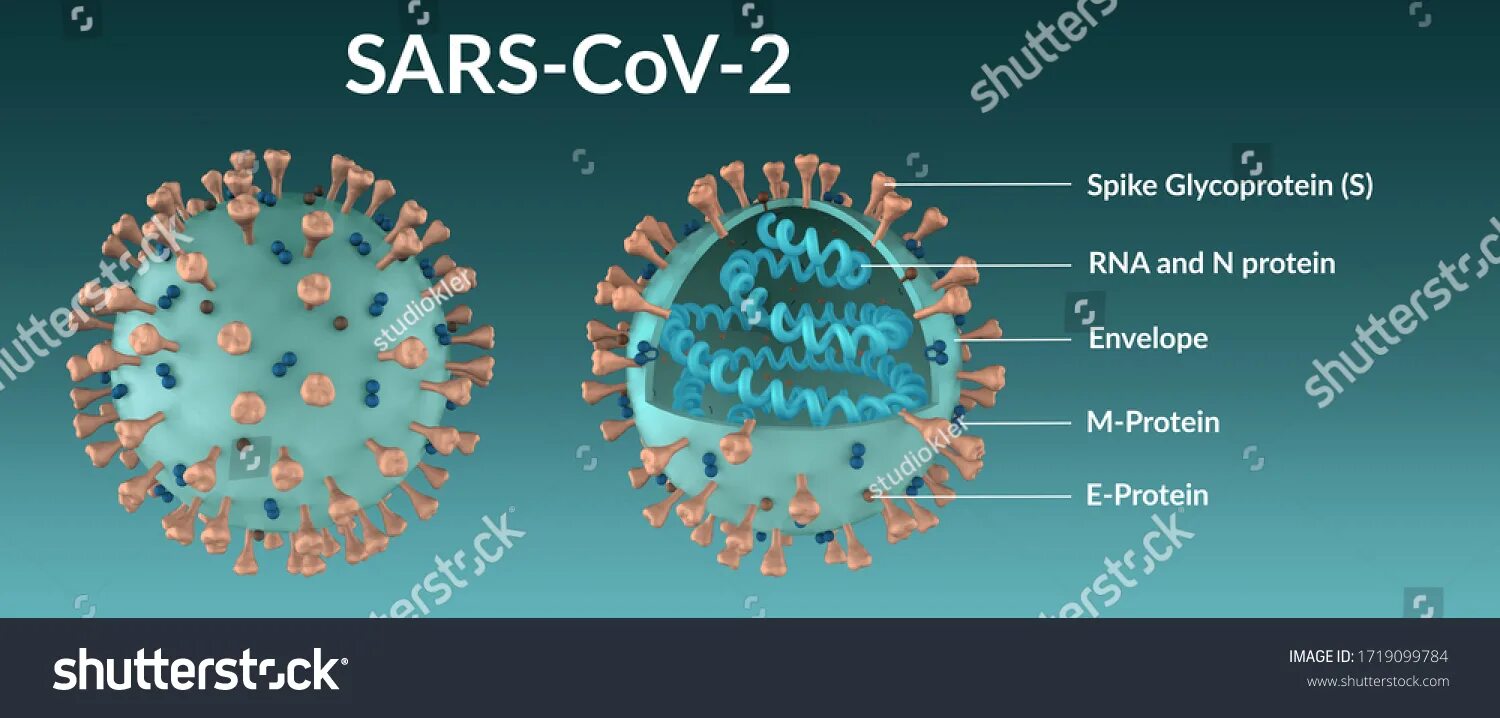 Белок структура. Спайковый белок. Spike protein sars cov 2. Спайкового белка sars cov 2. «эффект спайкового белка».