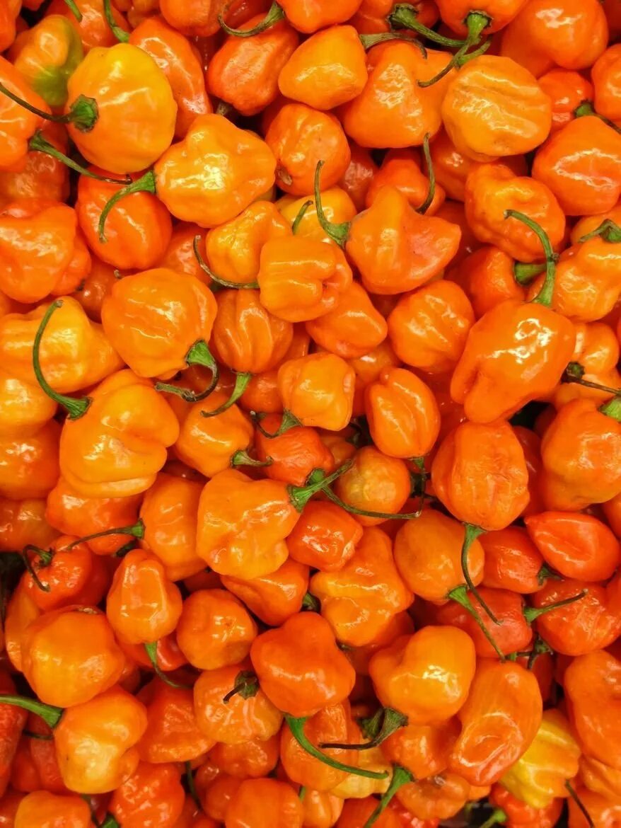 Orange vegetables. Перец Хабанеро оранжевый. Хабанеро Чили. Перец сладкий оранжевый апельсин. Овощи оранжевого цвета.