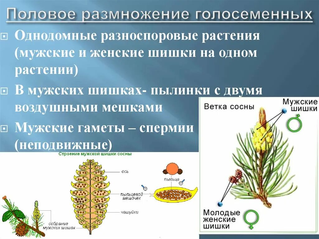 Где образуются семязачатки сосны. Размножение голосеменных сосна. Процесс размножения голосеменных растений. Бесполое размножение голосеменных. Вегетативное размножение голосеменных растений.