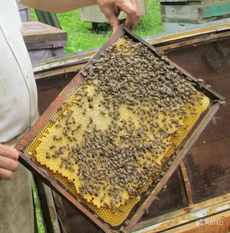 Куплю пчел объявления