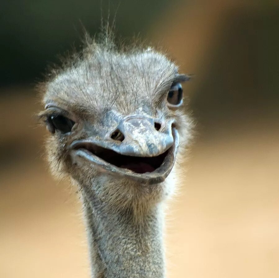 смешные обезьяны. живая улыбка. лев смеется. животные смеются. животные смеются.