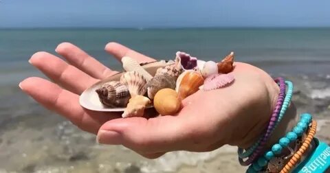 Собирает ракушки