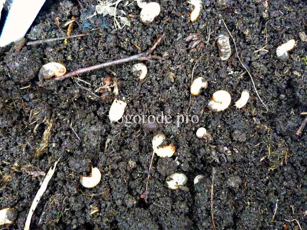 белый червь проволочник. гусеница проволочник.
