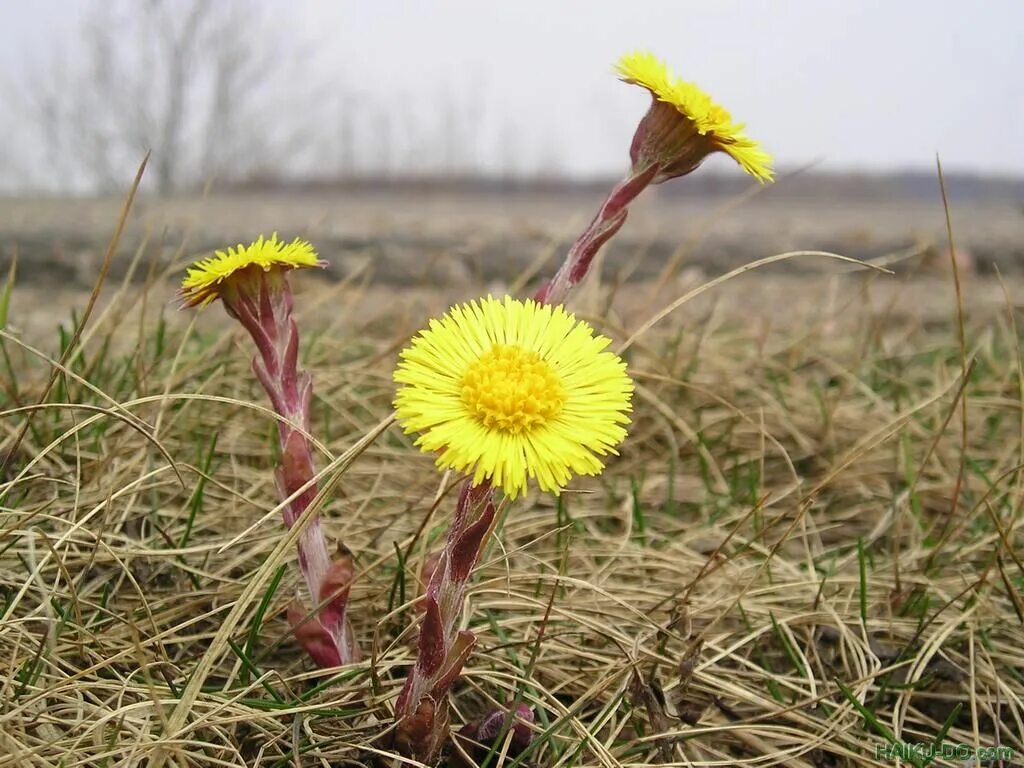 Plants of russia