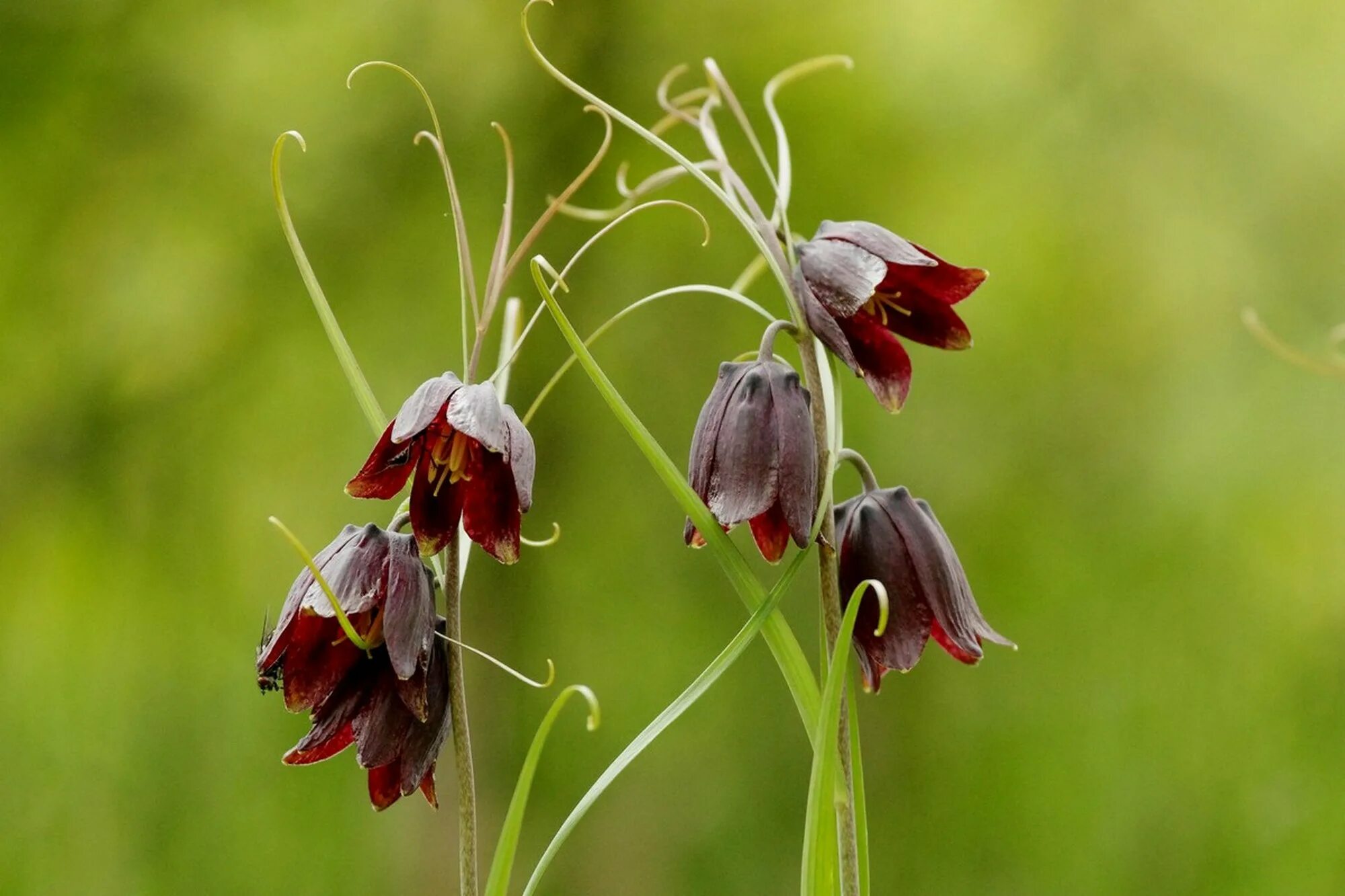 Дикий цветок на русском. Fritillaria ruthenica. Рябчик русский Fritillaria ruthenica. Рябчик русский Fritillaria ruthenica Wikstr.. Рябчик Луговой цветок.