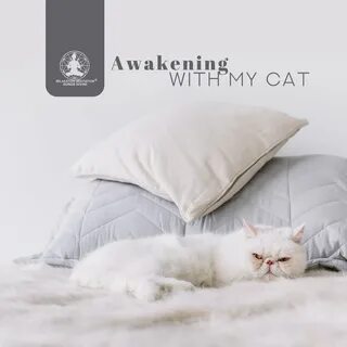 Awakened cat