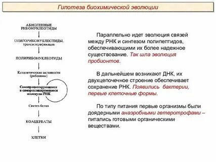 Эволюция шла в направлении