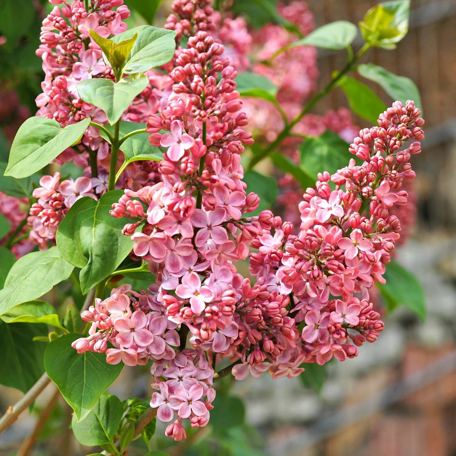 Сирень мулатка фото. Сирень сорт мулатка. Сирень мулатка Syringa мулатка. Сирень негритянка.