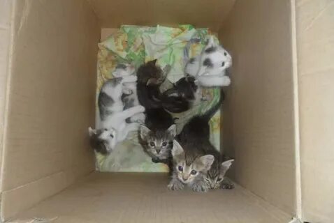 1 меньше котят