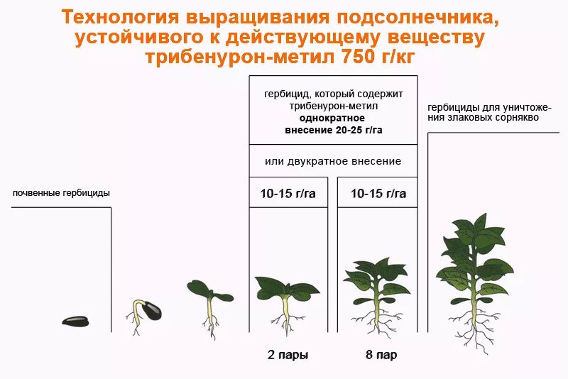 Фазы развития подсолнечника. Схема обработки подсолнечника. Технология экспресс выращивания подсолнечника. Фазы обработки подсолнечника. Температура посева подсолнечника