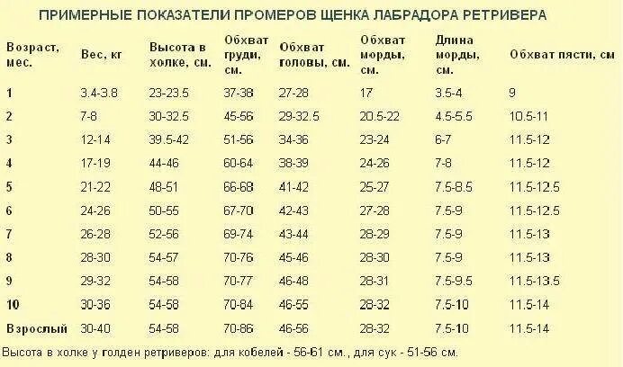 Щенок корм до какого возраста