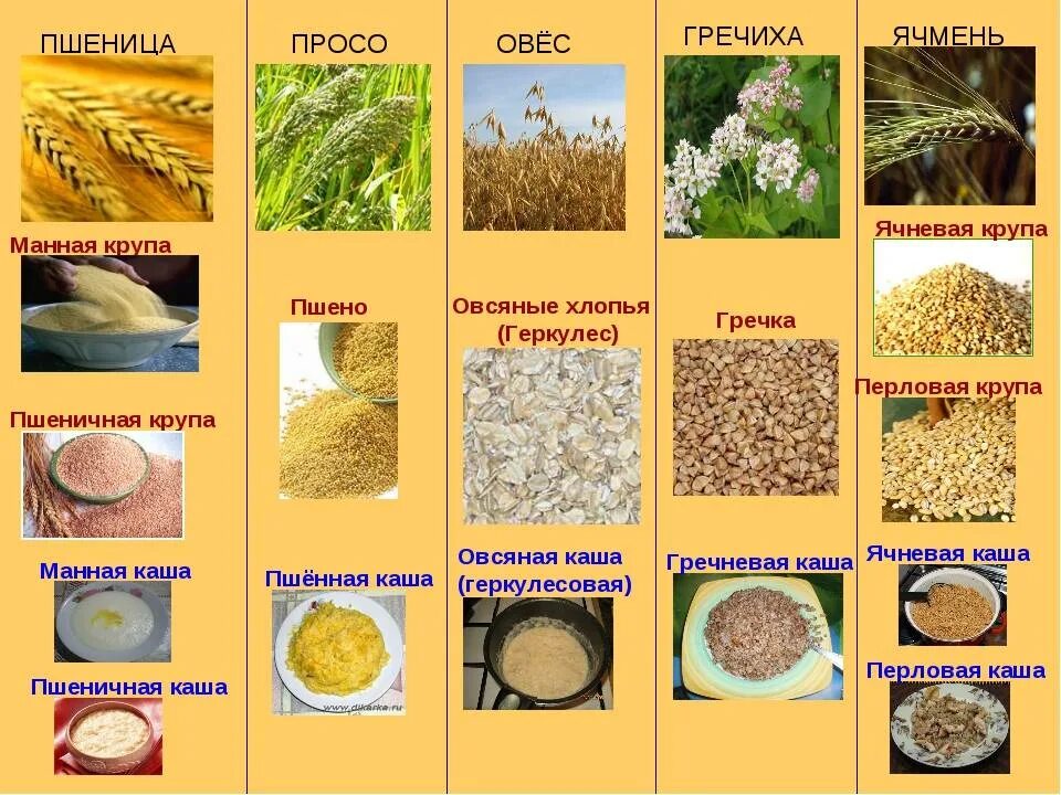Какие кашки можно. Пшеничная и пшенная крупа. Пшенка и пшеничная крупа отличия. Крупы и зерновые культуры. Крупы из пшеницы.