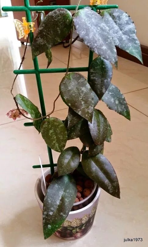 Каудата суматра. Хойя каудата суматра. хойя hoya caudata. хойя caudata silver. хойя каудата сильвер сплеш.