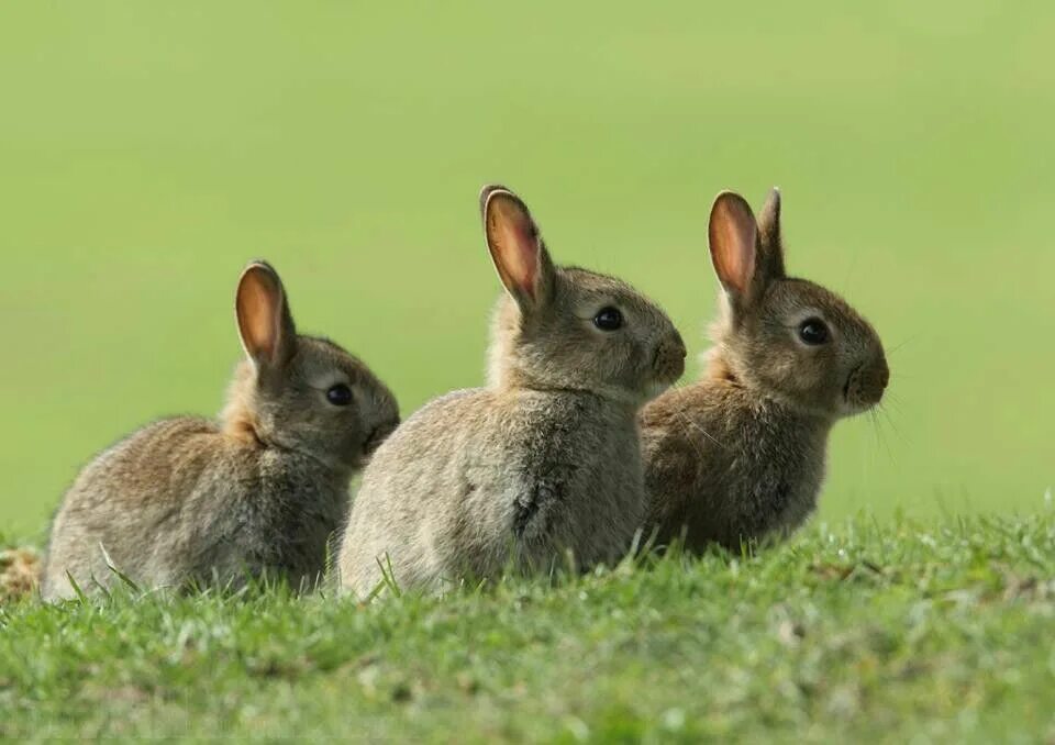 Много зайки. Австралийский кролик. Кролики в Австралии. Стадо зайчиков. Популяция кроликов.