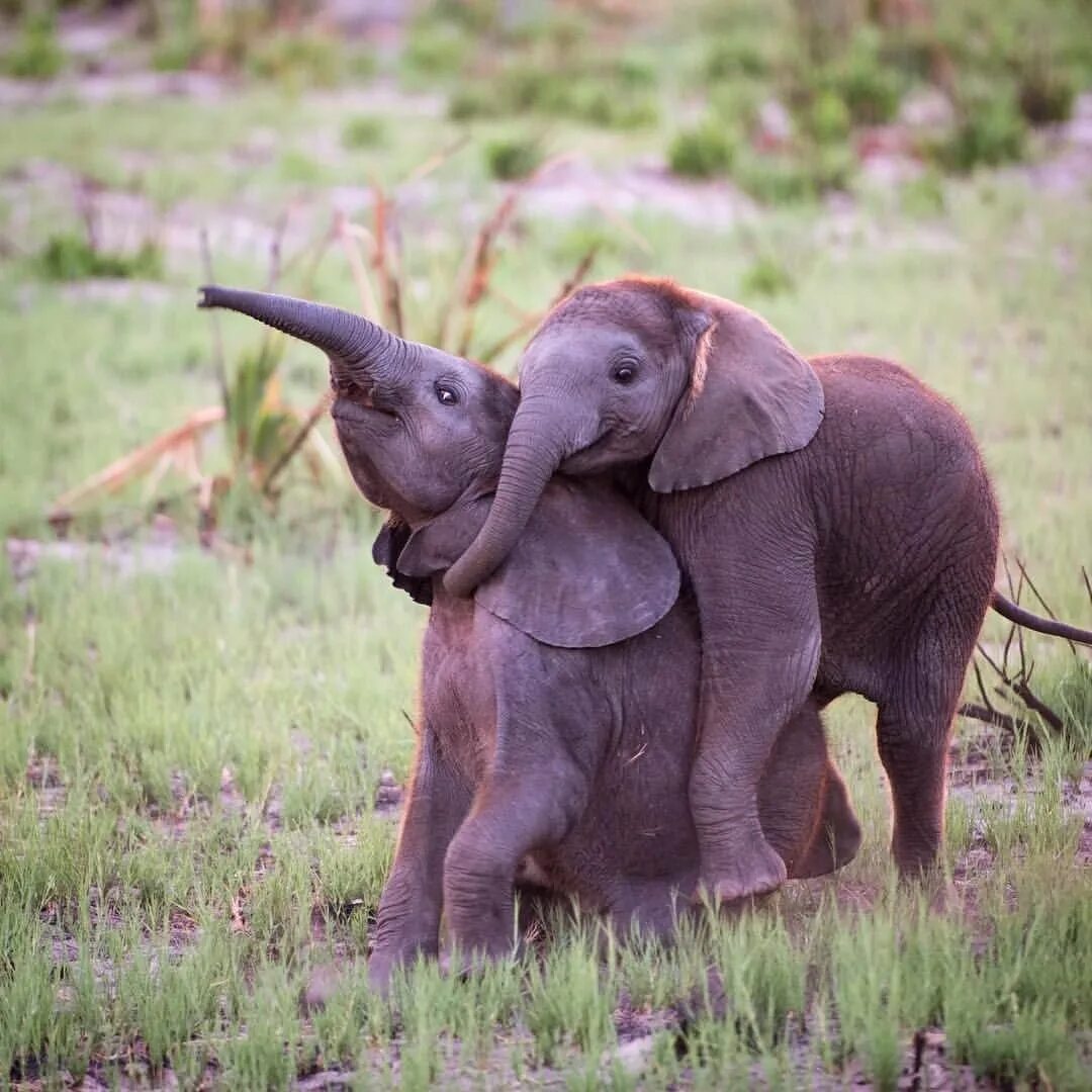Русский слоник. Карликовый слон. Маленький Слоник. Красивый Слоник. Милый Слоненок.