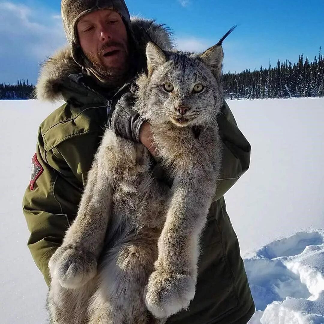 Канадская Рысь. Канадская Рысь лапы. Рысь и Мейн кун. Сибирская Рысь. Можно ли приручить рысь