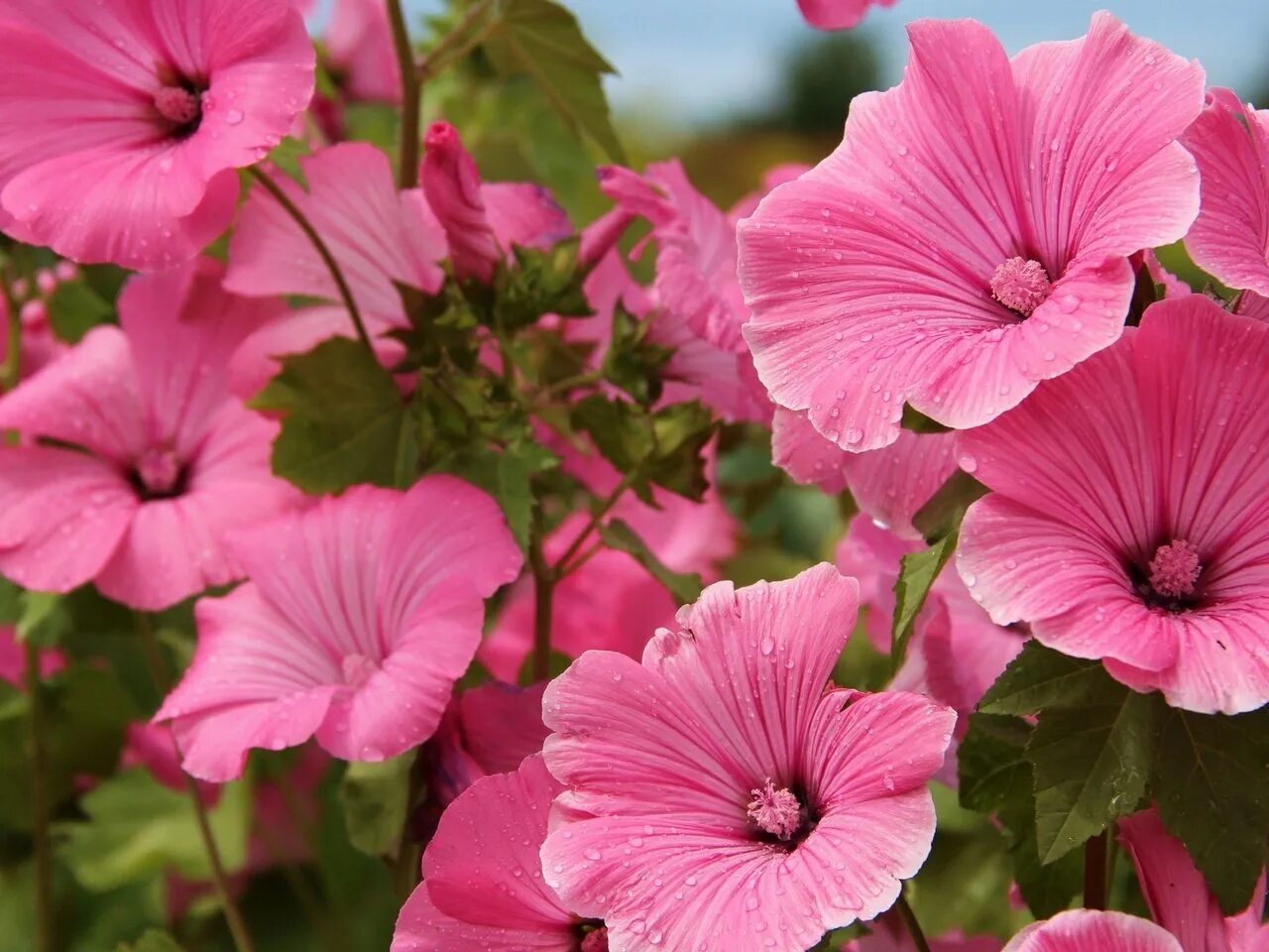 розовые граммофоны цветы. мальва лаватера. цветы розового цвета названия. лаватера. лаватера лавлайнс.