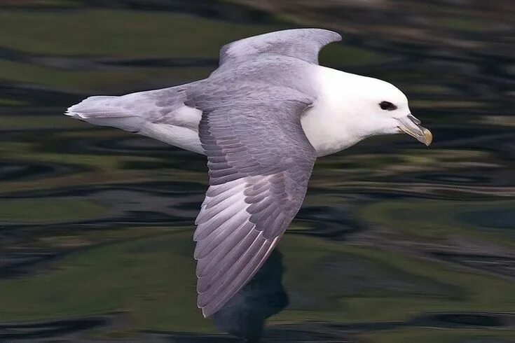Fulmar (Fulmarus glacialis) fond in Alaska, Canada and Northeastern Atlantic sub