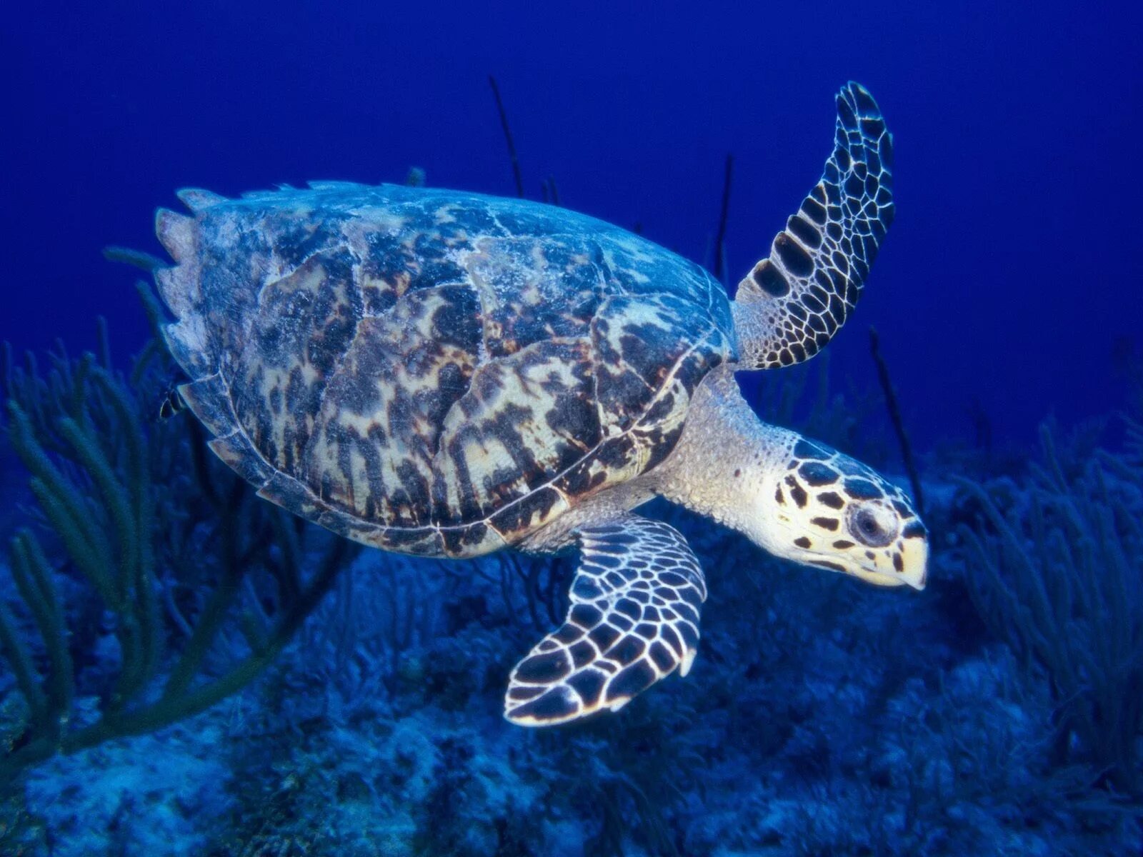 Какой группе морских обитателей относится морская черепаха. Морская черепаха бисса. Черепаха бисса (Каретта). Морская черепаха бисса настоящая Каретта. Черепаха Каретта (логгерхед).