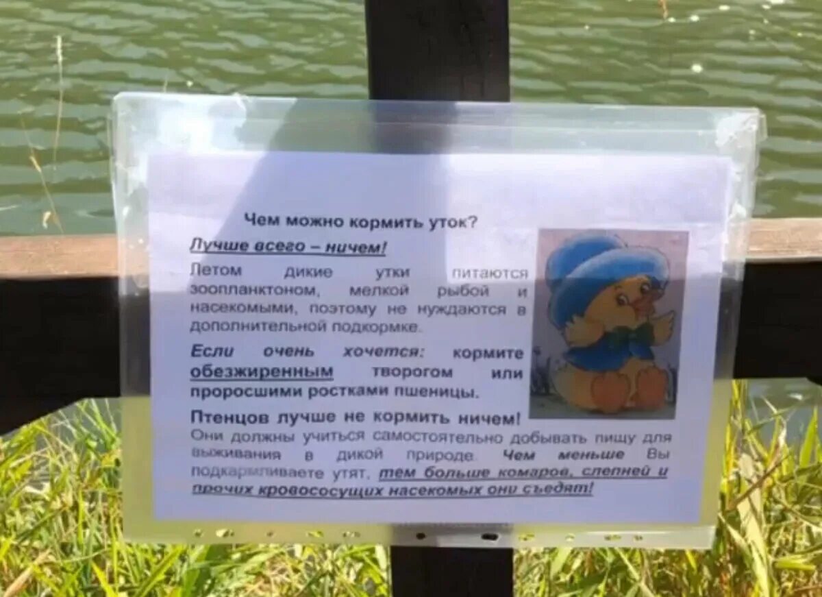 Чем кормить уток в городе. Чем можно кормить утокок. Что можно давать уткам. Чем кормить диких уток. СЕМИМОЖНО кормить уток.