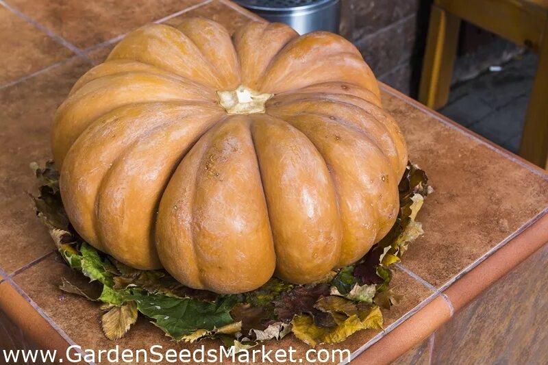 Тыква де прованс. Мускатная тыква (Cucurbita moschata). Тыква Мускат де Прованс. Тыква Когику (Cucurbita moschata).. Тыква французская мускатная.