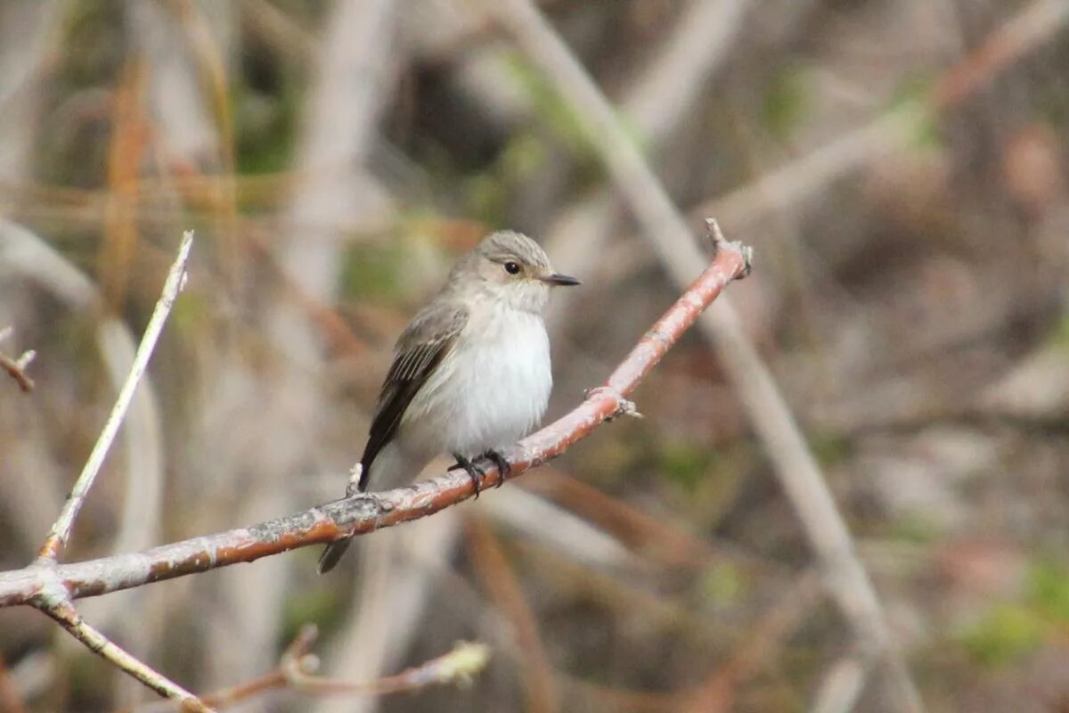 Переводи на китайском серая птица. Серая мухоловка (Muscicapa striata). Мухоловка серая – Muscicapa striata (Pallas, 1764). Серая мухоловка в Сибири. Серая мухоловка птица в Сибири.