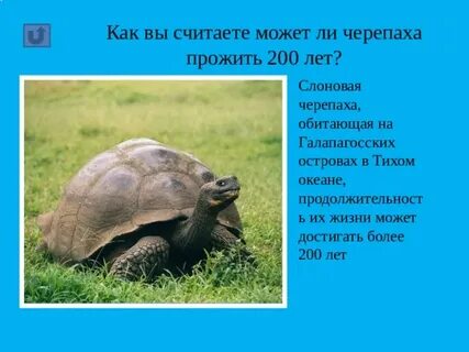 Слоновая черепаха где обитает