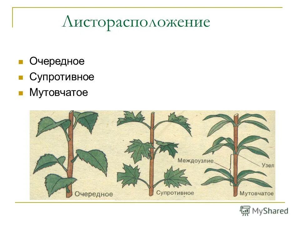 Какое листорасположение называют супротивным. Очередное супротивное мутовчатое листорасположение. Типы листорасположения листьев. Расположение листьев у растений. Расположение листьев очередное супротивное мутовчатое.
