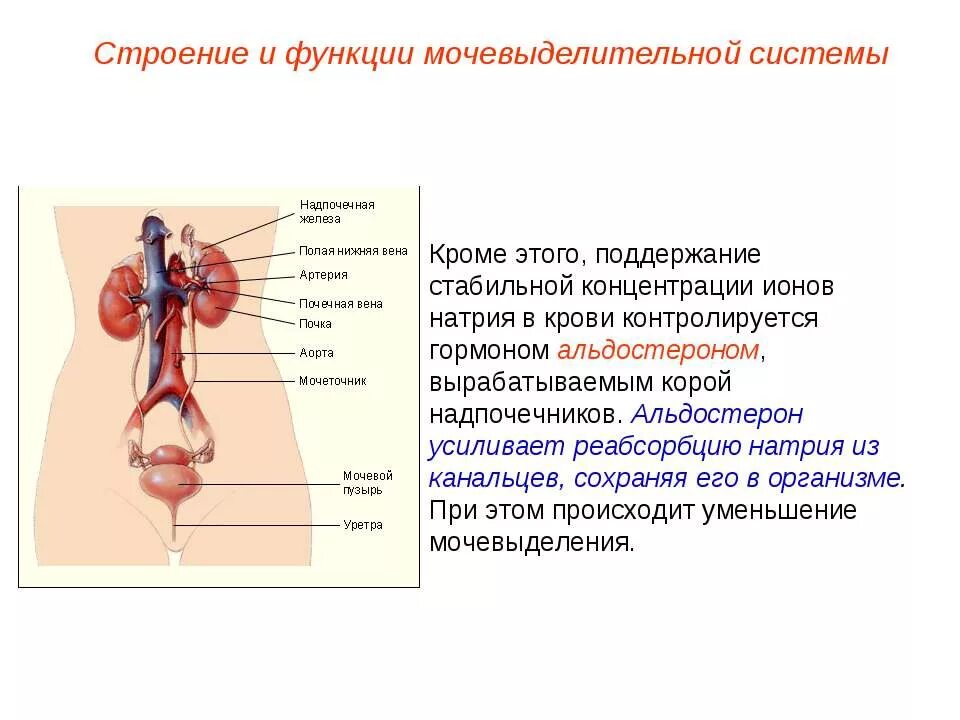 Функции органов мочевыделительной системы. Функции системы органов мочевыделения. Выделительная система человека 8 класс. Мочевыделительная система состав. Мочевыделительная система презентация 9 класс