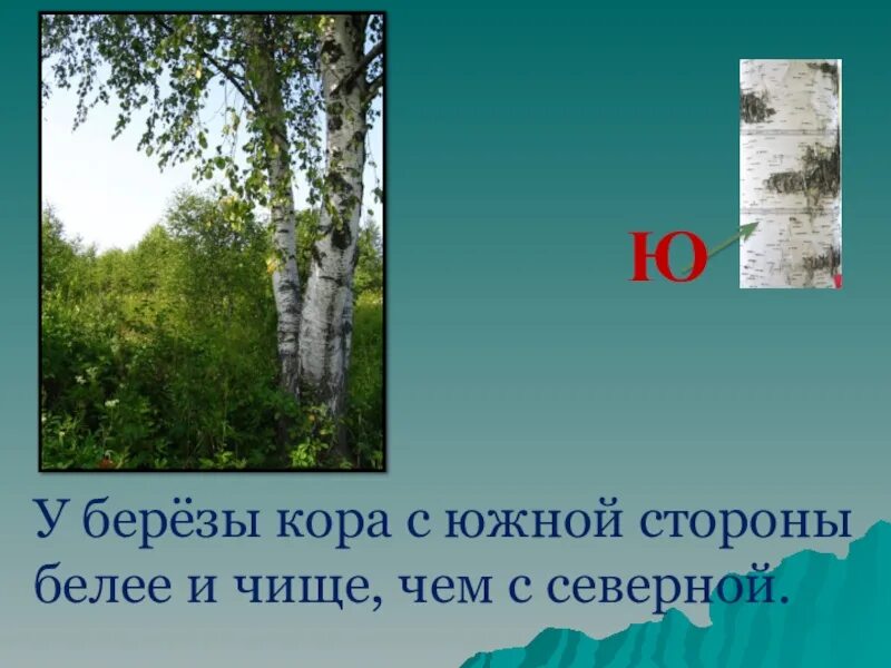 У берёзы кора с южной стороны белее и чище. С какой стороны береза белее. Ориентирование на местности по коре деревьев. Ориентирование по коре березы. Береза на севере.