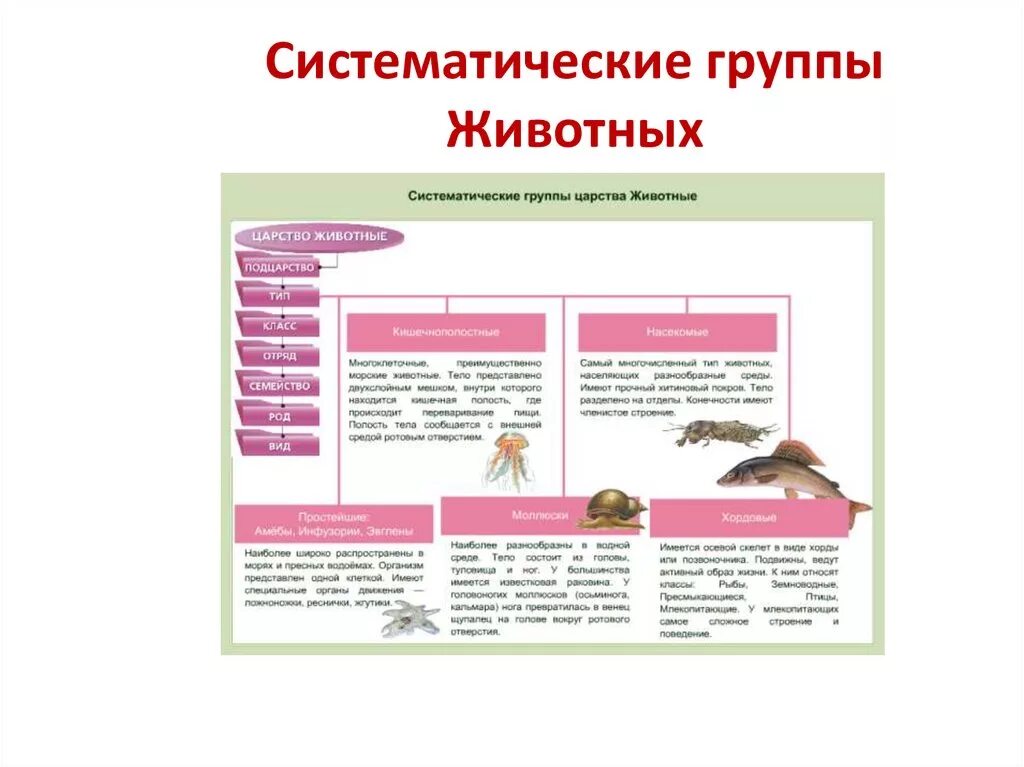 Группа животных в биологии 5. Основные систематические группы животных 6 класс биология. Систематтчеуие грцппы жи. Систематичемкие группы живо. Царство ., животнвхистематические группы.