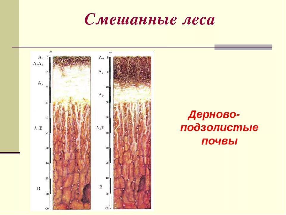 Типы почв характерны для смешанных лесов