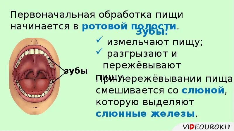 Полость рта положение. Пищеварение в ротовой полости. Процесс пищеварения в ротовой полости. Схема пищеварения в ротовой полости. Пищеварение в ротовой полости таблица.