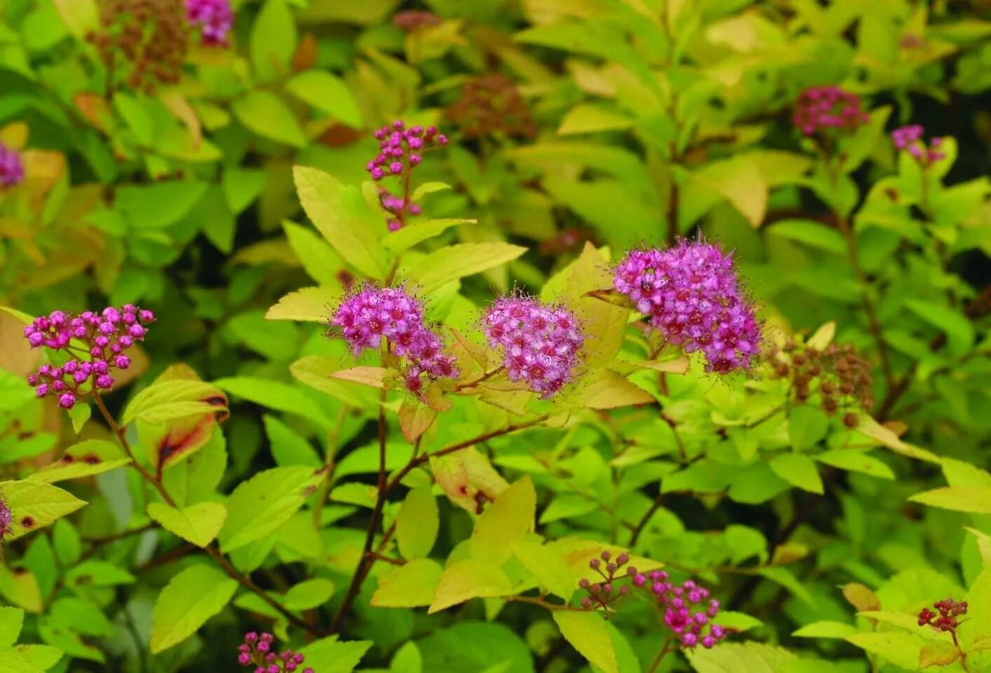 Спирея японская принцесса. Спирея японская Golden Princess. Спирея японская (Spiraea japonica `Golden Princess`). Спирея Бумальда. Спирея японская красная.