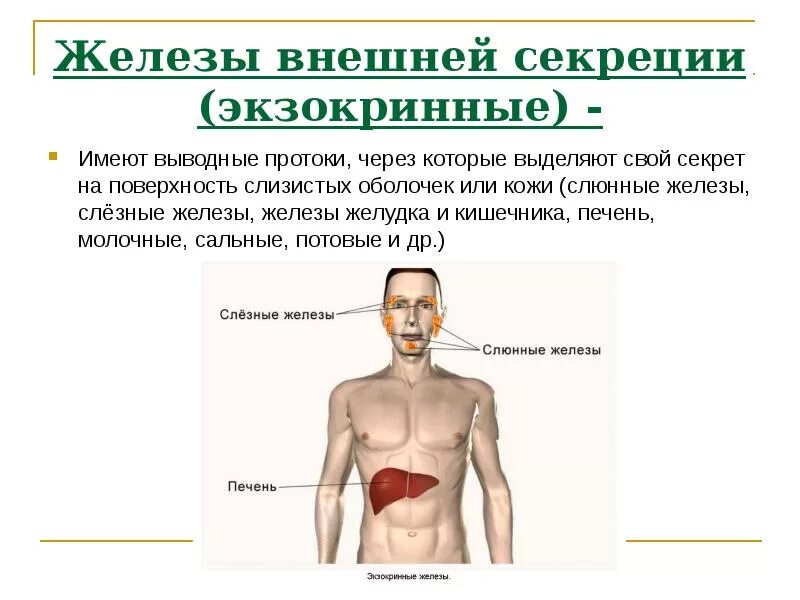 Печень и молочные железы