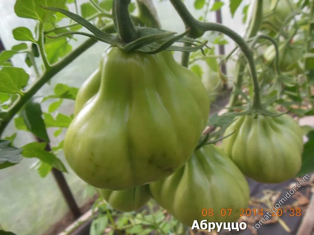 Томат сорт абруццо описание. Томат абруццо. помидоры сорт абруццо. томат абруццо аналоги.