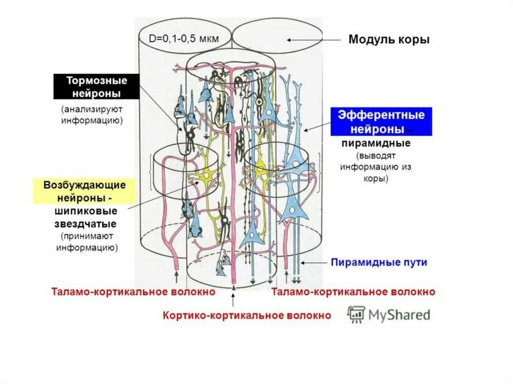 Организация коры головного мозга. Модульное строение коры больших полушарий. Модульный принцип организации коры больших полушарий. Модульный принцип организации коры полушарий большого мозга. Модуль коры больших полушарий гистология.