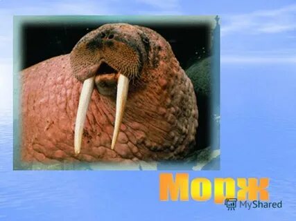 Сообщение о морже 4 класс окружающий мир